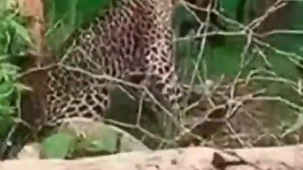 Leopard the most agile animal