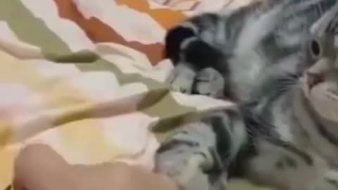 Cats lovers