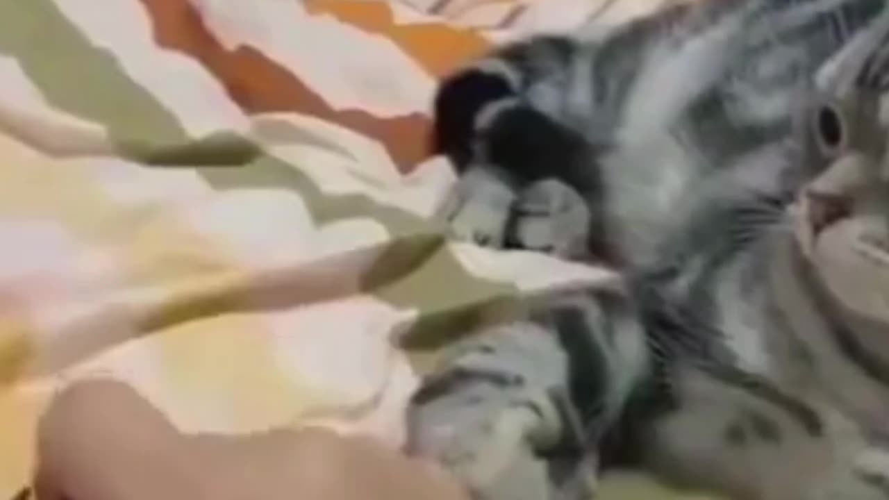 Cats lovers