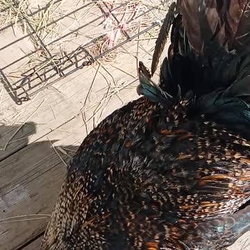 Fauci The Rooster Eye Balling My Brownie