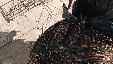 Fauci The Rooster Eye Balling My Brownie