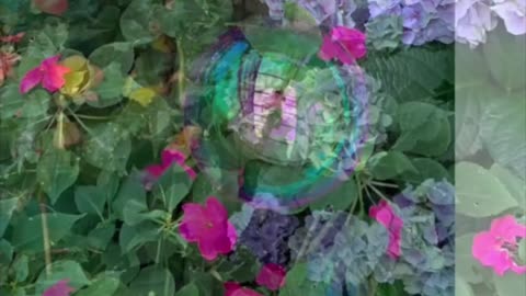 Remembering My Beautiful Flowers in My Garden Before the Summer Heat Destroyed Them.