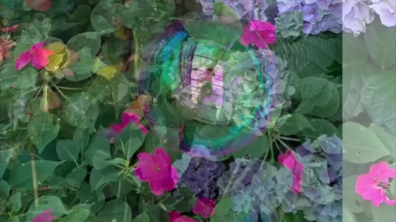 Remembering My Beautiful Flowers in My Garden Before the Summer Heat Destroyed Them.