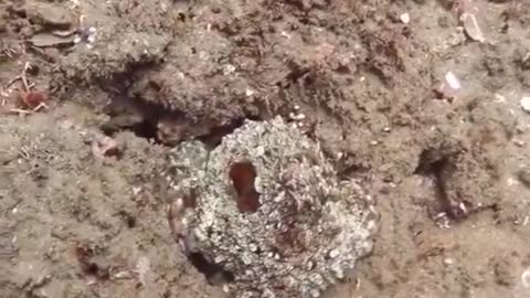 An incredible color changing octopus.!