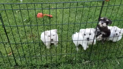 Beautiful Miniature Schnauzer puppies!