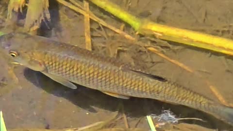 Beautiful fish in the river / chub near the bank / fish in close-up.