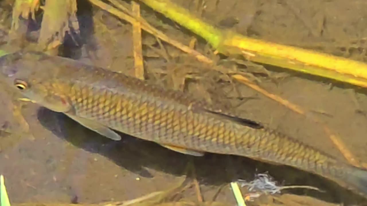 Beautiful fish in the river / chub near the bank / fish in close-up.