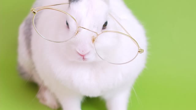 Dr Rabbit Want To Read