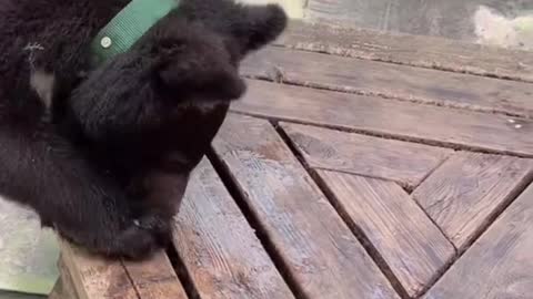 Three-month-old black bear cub eats watermelon
