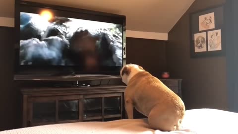 Funney Dog Reaction on Entry of King Kong
