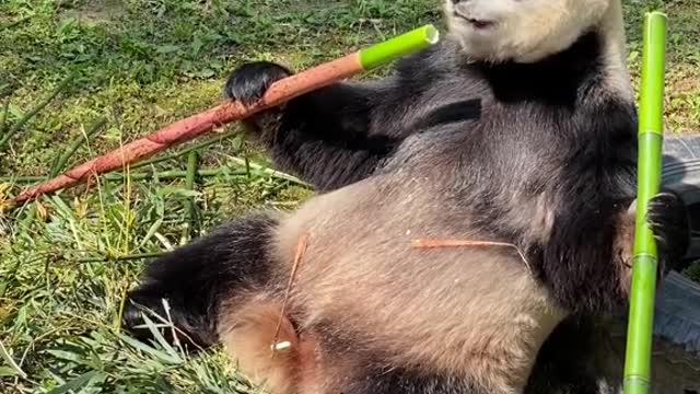 The panda