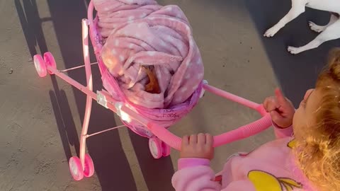 Cozy Chihuahua Pushed In Baby Pram