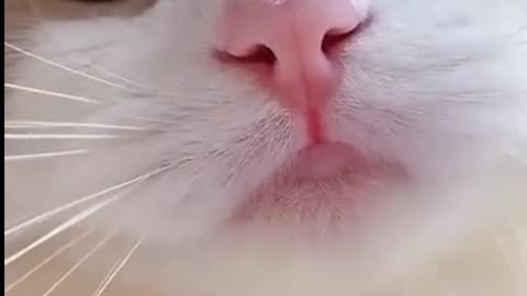 cat funny video