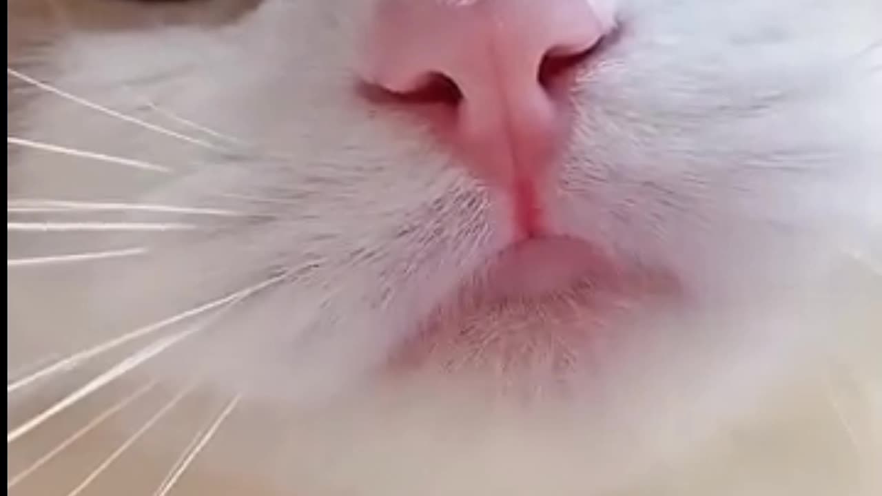 cat funny video