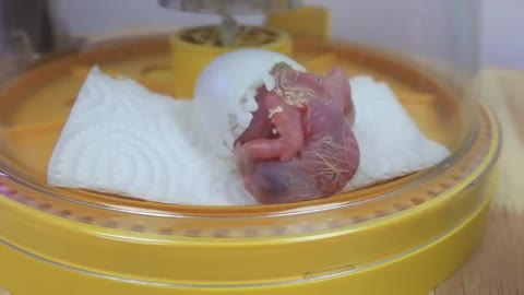 How baby macaw grows up | From the hatch until the eyes opened