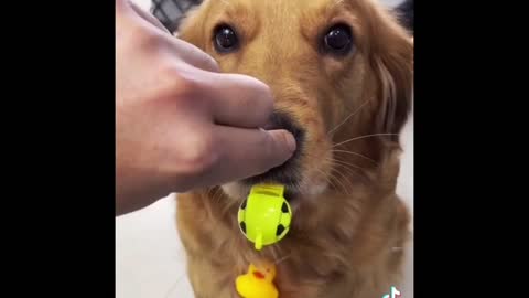 Funny Pets videos