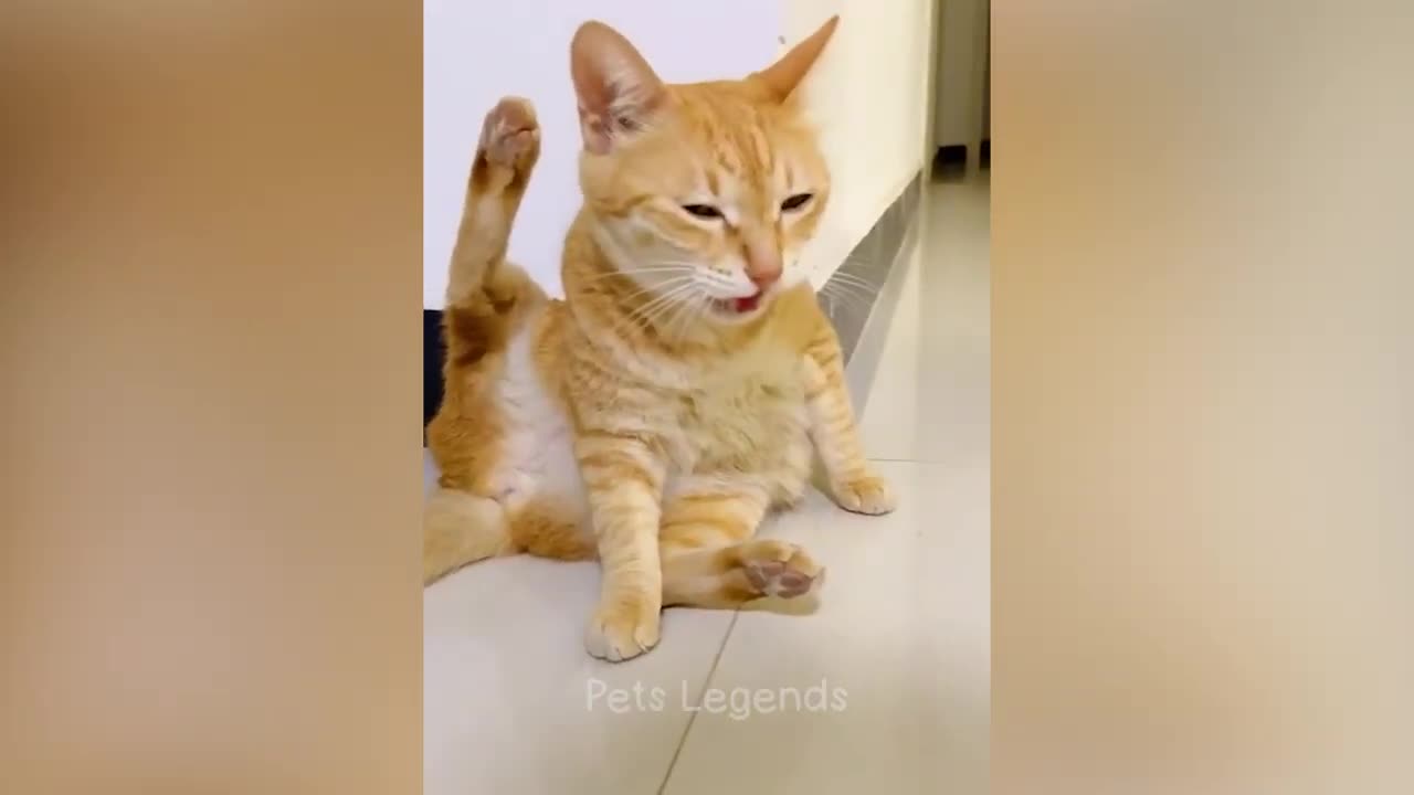 Funny cats hit her owners.