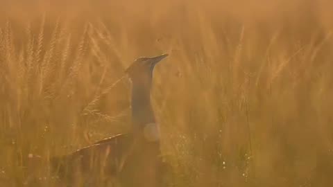 Fanny animal video