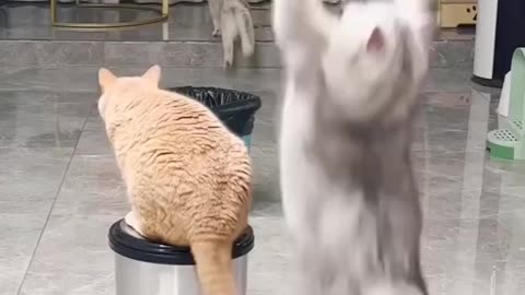 Cats are playing with machine