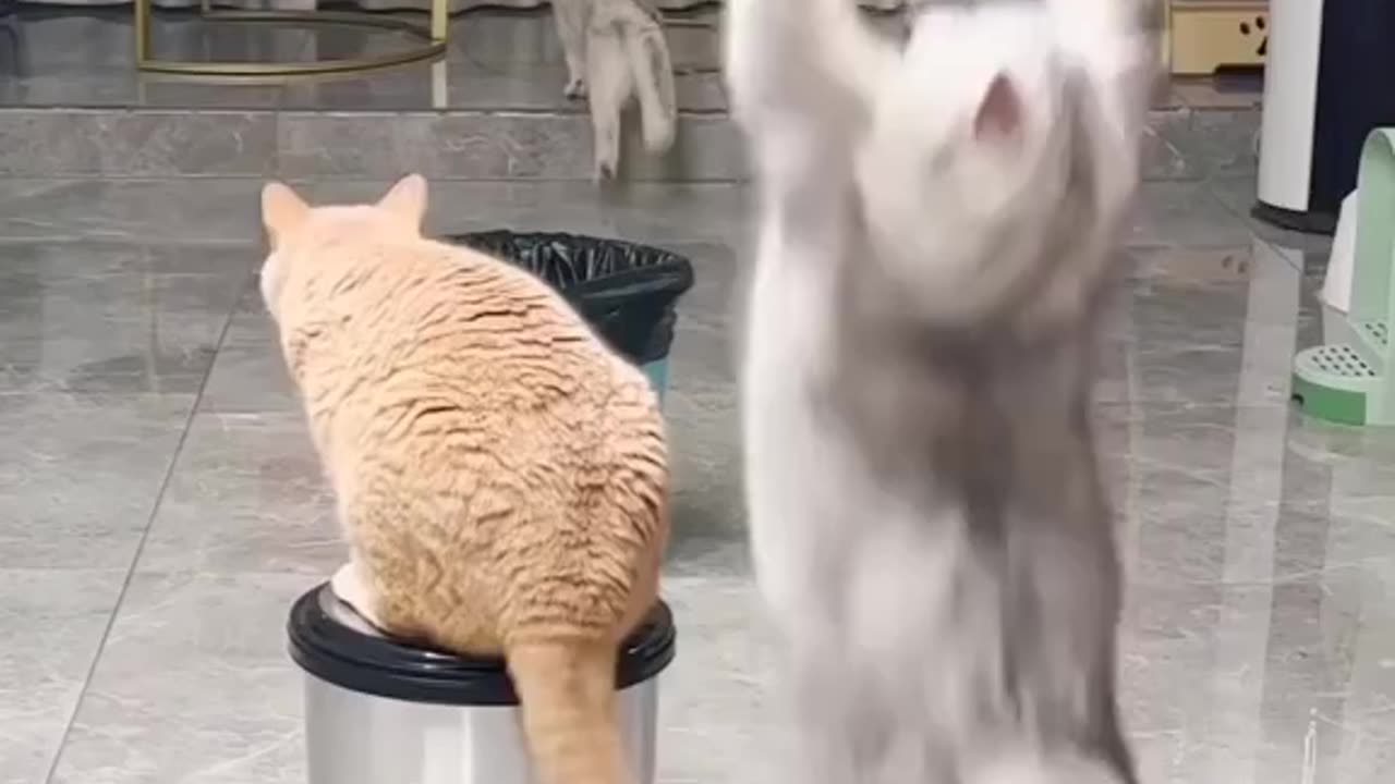 Cats are playing with machine