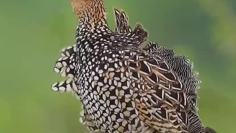 Beautiful Bird Adorable 4K HD Photography By Nature.