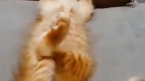 Lovely cat