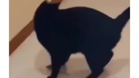 Funny animal videos