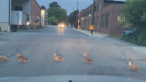 Why did the ducks cross the road??