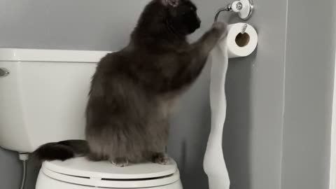 Cat's Paws at Toilet Paper