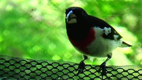 Rose-breasted grosbeak