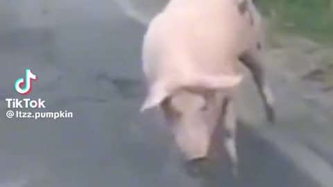 Cute pig
