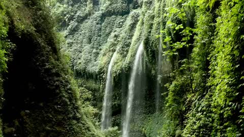 Waterfalls cascading through vine plants covering the cliffs