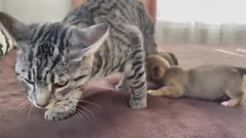 Cat and little dog game on bead