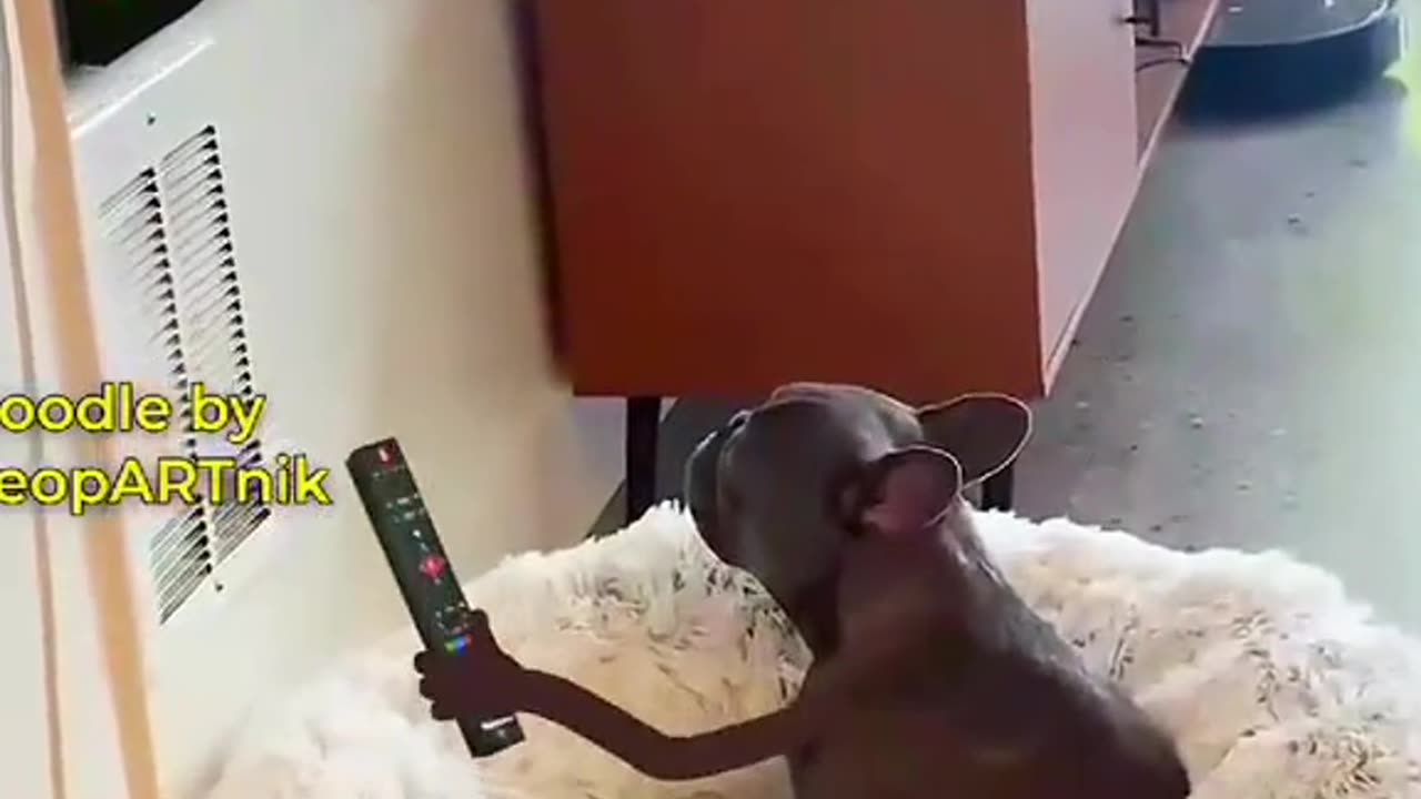 Cute cats
