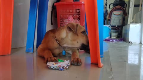 Do DO LULU Handsome Boy and Happy girl