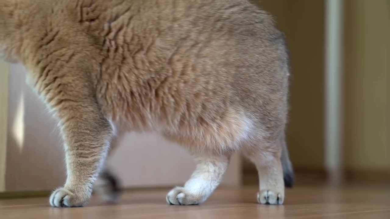 Hosico and mouse