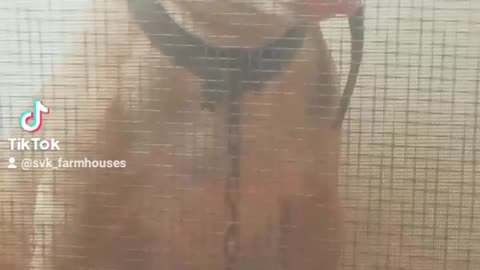 Pablo