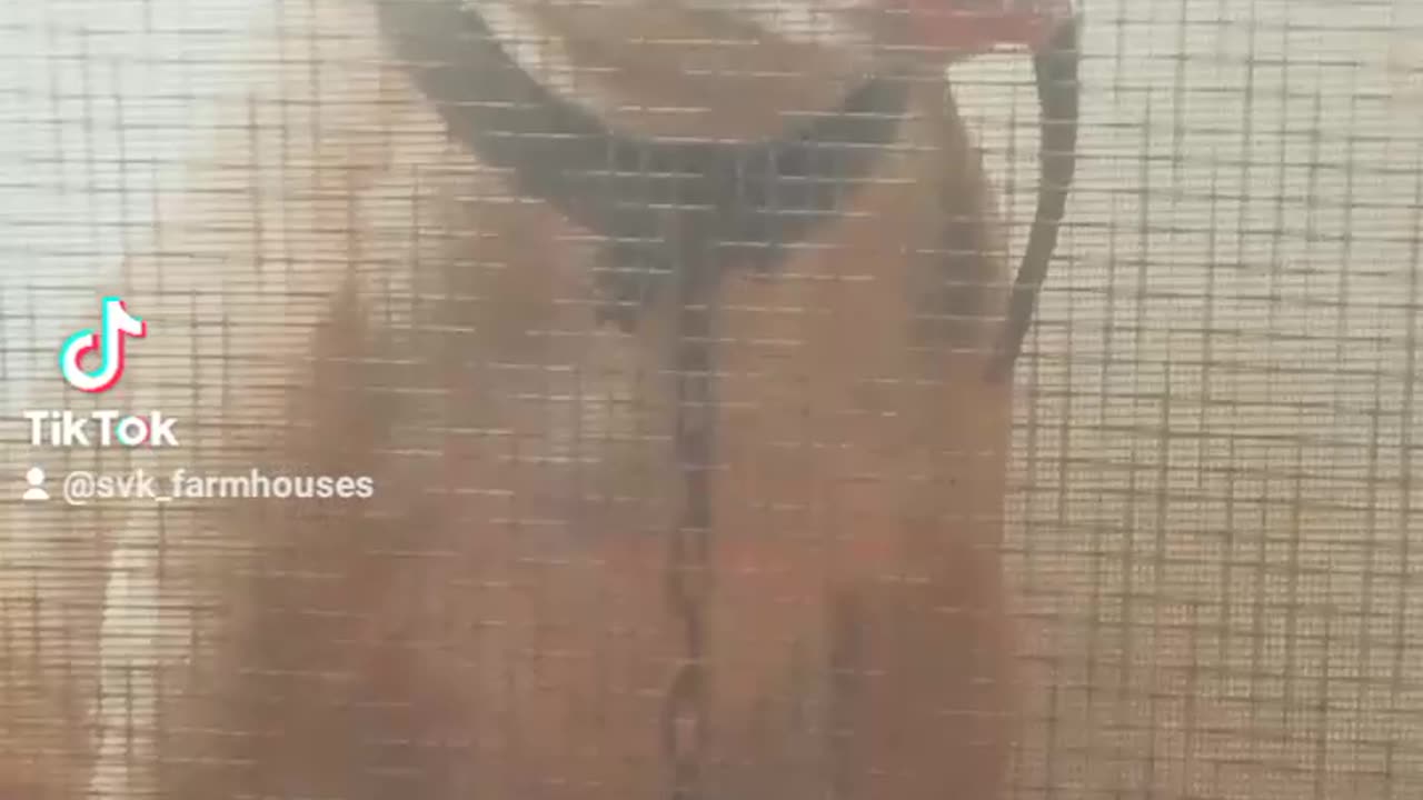 Pablo