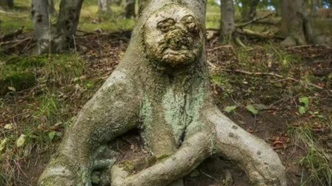 Human shape tree in the world 🌎