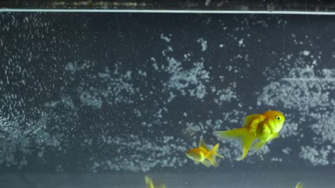 Goldfish Swimming, Eating