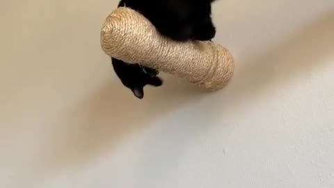 What a perch!