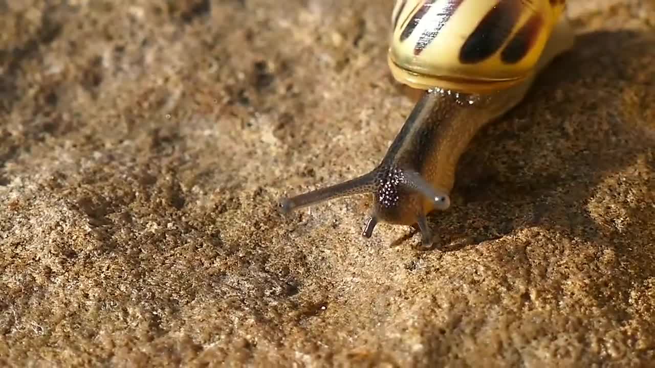 Explore Wildlife | Wildlife Adventure | 4k | High quality video with relaxing music