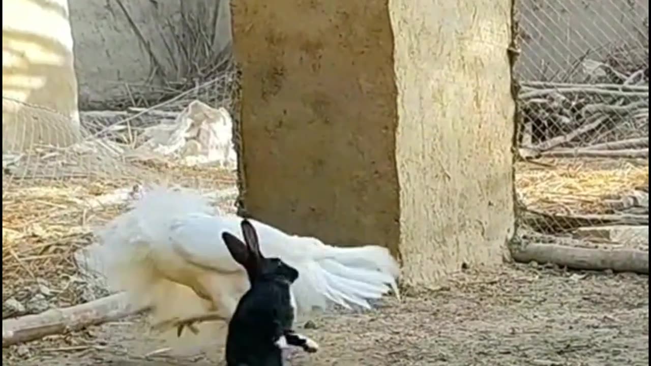 Funniest bunny and rooster 🐓