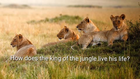 Kings of animal...