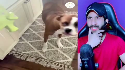 Funny Animals Videos