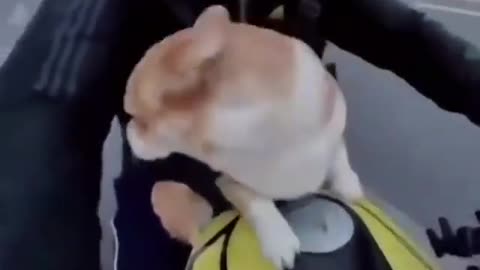 Dog lovers | bike lovers| accidentally shoot | happy dog | viral video | bikers | speed lovers |