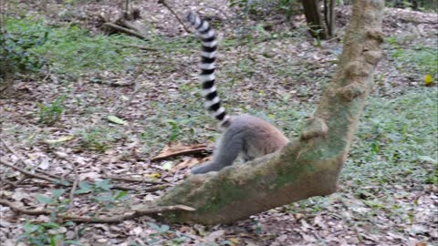 A Lemur Is Sitting On Wall