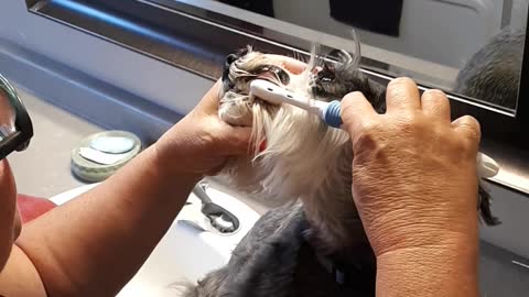 brushing your dogs teeth.