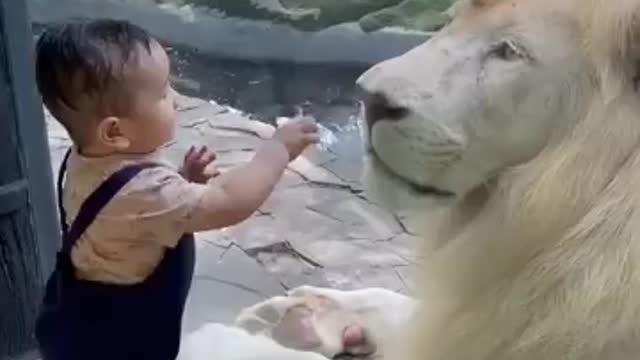 The lion is kind to the child