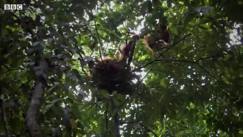 Mother Orangutan Teaches Daughter How to Survive in the Rainforest | Life | BBC Earth